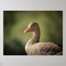 Recherche de anser posters Nature