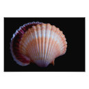 Recherche de mollusque posters Nature