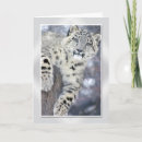 Recherche de léopard neige cartes postales Prédateur