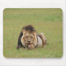 Recherche de panthera lion tapis souris L'afrique australe