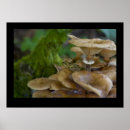 Recherche de mushroom posters Toadstool