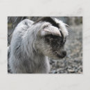 Recherche de enfant animal cartes postales Chèvre