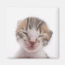 Recherche de dormant magnets Mignonette