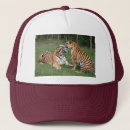 Recherche de tigre casquettes Sauvage