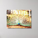 Recherche de paons impressions sur toile Toute personne