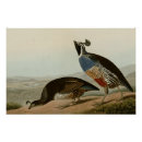 Recherche de perdrix posters Oiseau