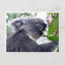Recherche de ours koala cartes postales Sydney