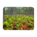 Recherche de cap vert magnets Horizontal
