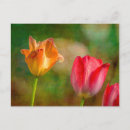 Recherche de texture cartes postales Rouge