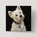 Recherche de westie badges Chien