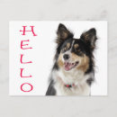 Recherche de chien de border collie cartes postales Chiot