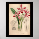 Recherche de orchidée de cattleya posters Fleurs