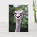 Recherche de autruche drôle vœux cartes Autruches