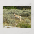 Recherche de antilope pronghorn cartes postales Nature