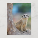 Recherche de meerkats Animaux mignons