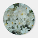 Recherche de narcisse magnets Printemps