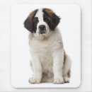 Recherche de st bernard tapis souris Chiot
