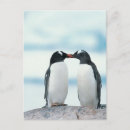 Recherche de amour pingouin cartes postales Pingouins
