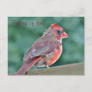 Recherche de cardinal cartes postales Faune
