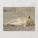 Recherche de leo cartes postales Gros plan