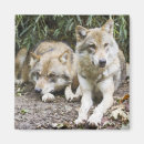 Recherche de loup de forêt magnets Canine