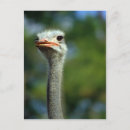 Recherche de ostrich cartes postales Nature