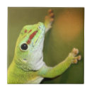 Recherche de gecko carreaux Vert