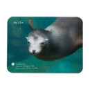 Recherche de otarie magnets Animaux
