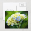 Recherche de hortensia bleu cartes postales Nature
