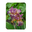 Recherche de floraison magnets Fleurs