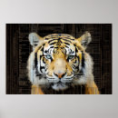 Recherche de animal prédateur posters Tigre