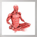 Recherche de musculaire posters Bras