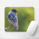 Recherche de oiseaux chanteurs tapis souris Photographie de la faune