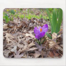 Recherche de crocus tapis souris Botanique