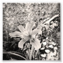 Recherche de cru floral copies Blanc