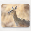 Recherche de sud africain tapis souris Faune