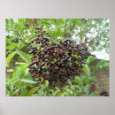 Recherche de comestible posters Été