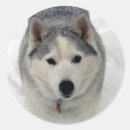 Recherche de sibérien autocollants Chien de traîneau sibérien
