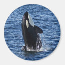 Recherche de orque magnets Animal