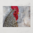 Recherche de coqs cartes postales Rustique