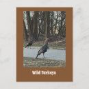 Recherche de dindon cartes postales Animaux