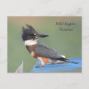 Recherche de ceintures cartes postales Vert