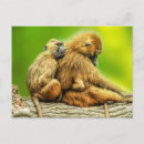 Recherche de babouins cartes postales Extérieur