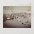 Recherche de canard heureux cartes postales Vintage