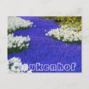 Recherche de keukenhof cartes postales Tulipes