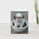 Recherche de shihtzu vœux cartes Chien