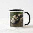 Recherche de ours panda géant tasses Province du sichuan