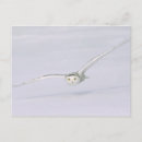 Recherche de hibou neige cartes postales Arctique