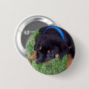 Recherche de chiots badges Pour animaux