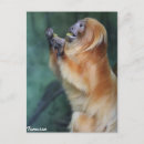 Recherche de monkeys cartes postales Animal